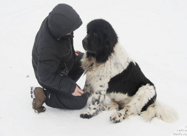 Фото: Aleksey Nistratov (Алексей Нистратов), ньюфаундленд Super Bizon Ekaterinburg (Супер Бизон Екатеринбург)