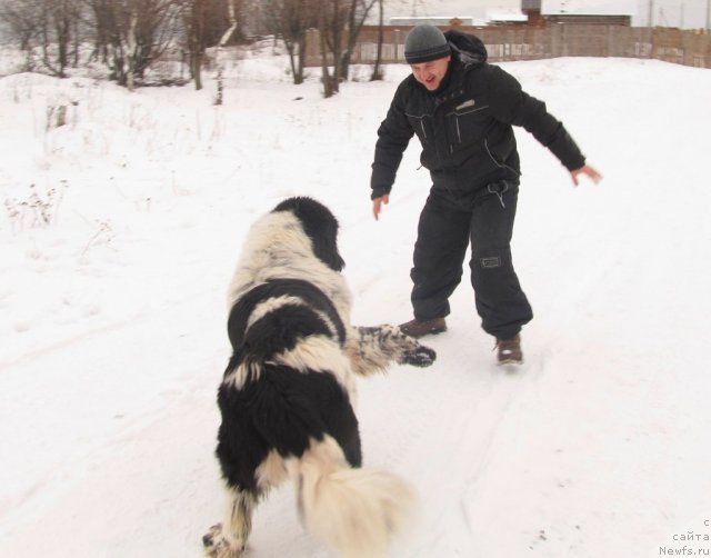 Фото: Aleksey Nistratov (Алексей Нистратов), ньюфаундленд Super Bizon Ekaterinburg (Супер Бизон Екатеринбург)
