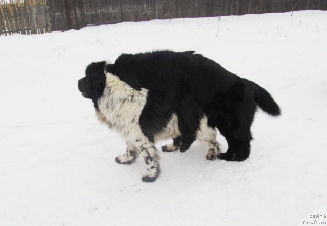 Фото: ньюфаундленд Ih Vyisochestvo Vladlena Madjiks (Их Высочество Владлена Маджикс), ньюфаундленд Super Bizon Ekaterinburg (Супер Бизон Екатеринбург)