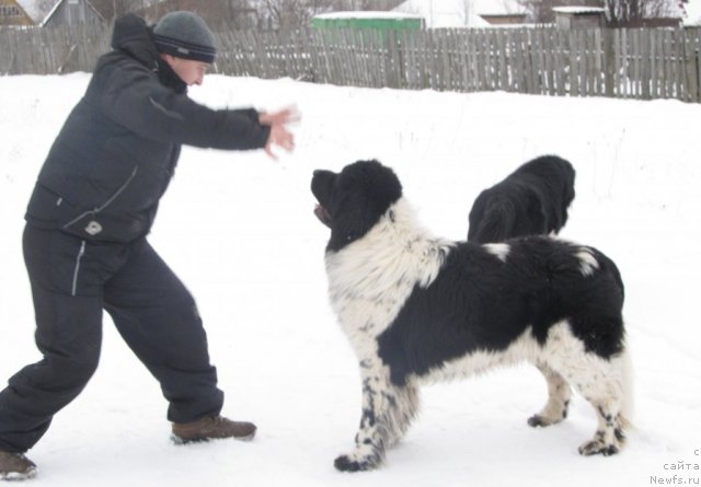 Фото: Aleksey Nistratov (Алексей Нистратов), ньюфаундленд Super Bizon Ekaterinburg (Супер Бизон Екатеринбург), ньюфаундленд Ih Vyisochestvo Vladlena Madjiks (Их Высочество Владлена Маджикс)