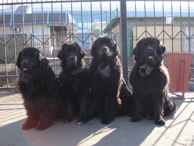 Фото: ньюфаундленд CHansi iz Zolotogo Treugol'nika (Чанси из Золотого Треугольника), ньюфаундленд Amulet Lyubvi i Schastya (Амулет Любви и Счастья), ньюфаундленд Sangriya (Сангрия), ньюфаундленд Nort Fyeys Lavanda (Норт Фэйс Лаванда)