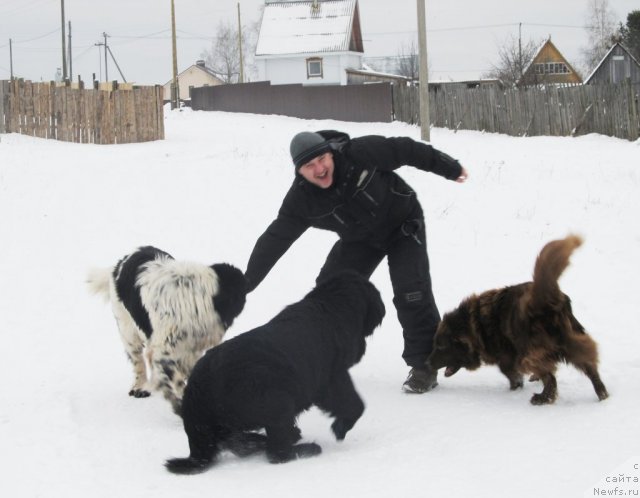 Фото: Aleksey Nistratov (Алексей Нистратов), ньюфаундленд Super Bizon Ekaterinburg (Супер Бизон Екатеринбург), ньюфаундленд Ih Vyisochestvo Vladlena Madjiks (Их Высочество Владлена Маджикс), Дан