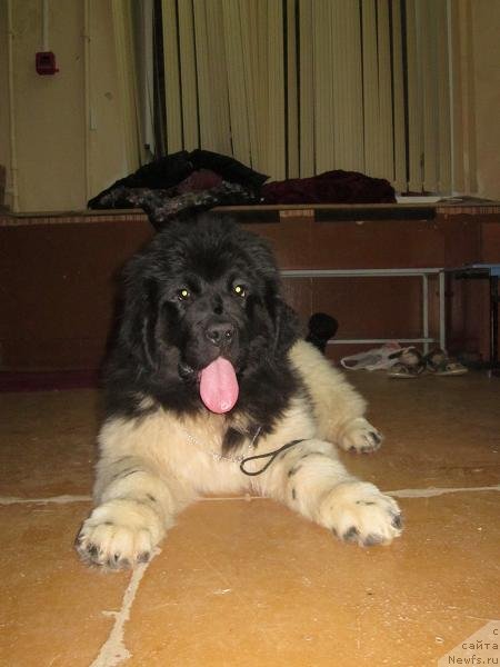 Фотография № 111868