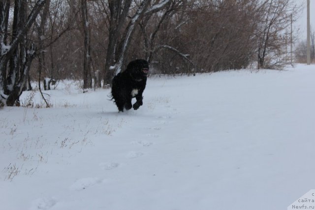 Фото: ньюфаундленд Kara Ayular Almaznaya Princessa (Кара Аюлар Алмазная Принцесса)