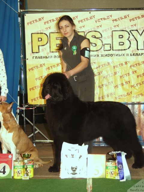 Фото: ньюфаундленд Rain Coast How can I Fall, Natal'ya Dubovskaya (Наталья Дубовская)