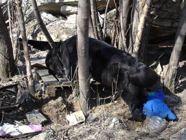 Фото: ньюфаундленд CHansi iz Zolotogo Treugol'nika (Чанси из Золотого Треугольника)