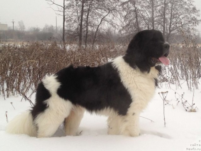 Фото: ньюфаундленд CHinzano Asti ot Sibirskogo Medvedya (Чинзано Асти от Сибирского Медведя)