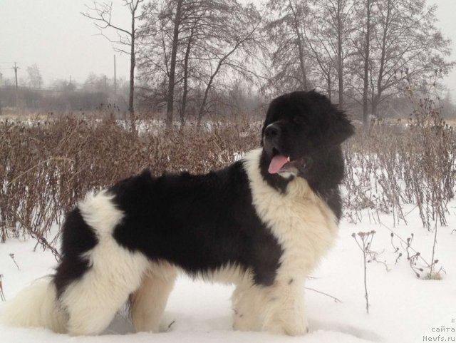 Фото: ньюфаундленд CHinzano Asti ot Sibirskogo Medvedya (Чинзано Асти от Сибирского Медведя)