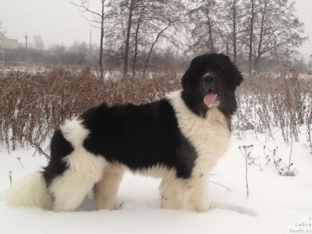 Фото: ньюфаундленд CHinzano Asti ot Sibirskogo Medvedya (Чинзано Асти от Сибирского Медведя)