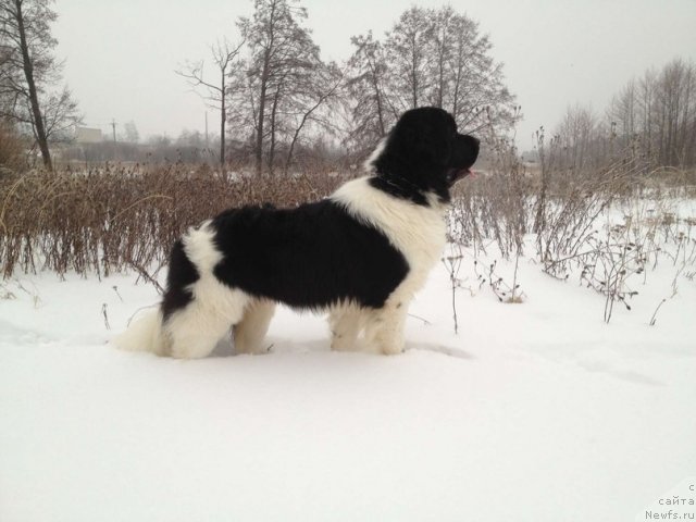 Фото: ньюфаундленд CHinzano Asti ot Sibirskogo Medvedya (Чинзано Асти от Сибирского Медведя)