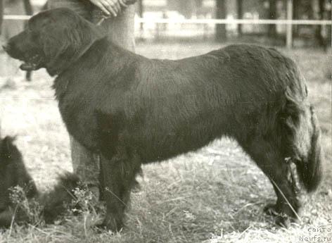 Фото: ньюфаундленд Gerced Gabriela (Герцед Габриела)