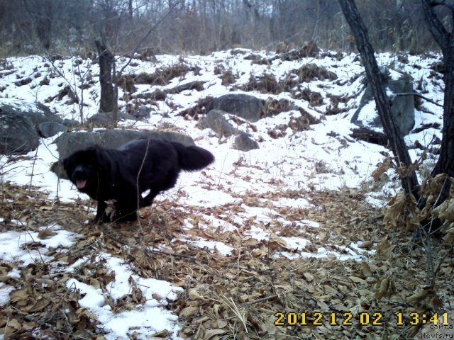 Фото: ньюфаундленд Nessi Blyek s  Lesnoy Zaimki (Несси Блэк с  Лесной Заимки)