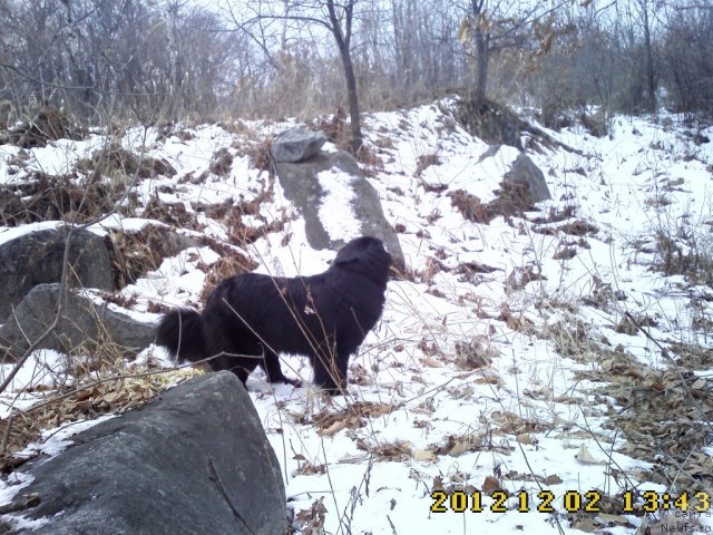 Фото: ньюфаундленд Nessi Blyek s  Lesnoy Zaimki (Несси Блэк с  Лесной Заимки)