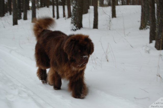 Фото: ньюфаундленд Newettas Vanessa