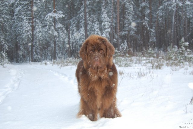 Фото: ньюфаундленд Newettas Vanessa