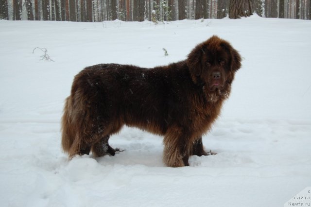 Фото: ньюфаундленд Newettas Vanessa