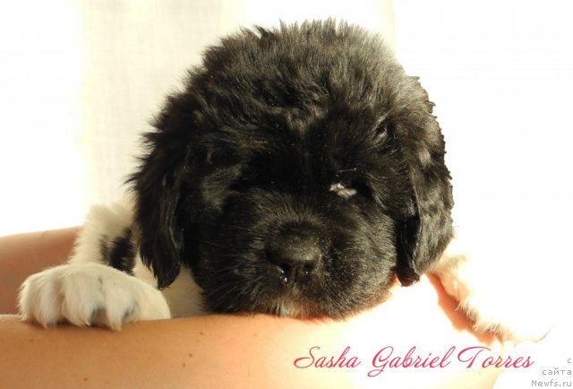Фото: ньюфаундленд Sasha Gabriyel' Torres (Саша Габриэль Торрес)