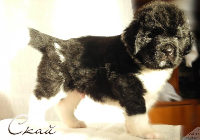 Фото: ньюфаундленд Skayuoker YEnakin Djeday (Скайуокер Энакин Джедай)