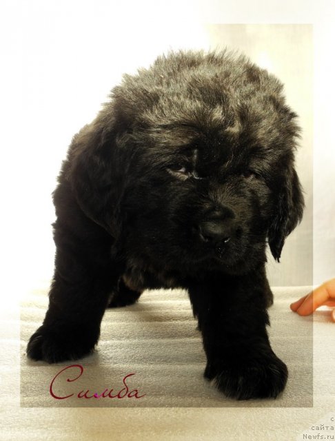 Фото: ньюфаундленд Simba De Lores (Симба Де Лорес)