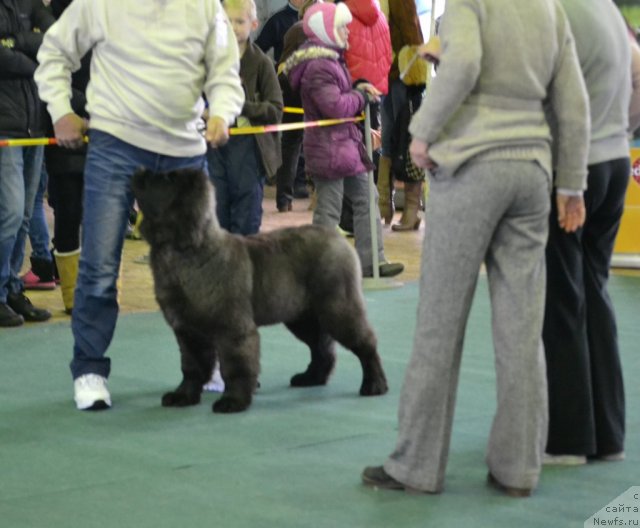 Фото: ньюфаундленд Simbad Pokoritel' Morey (Симбад Покоритель Морей)