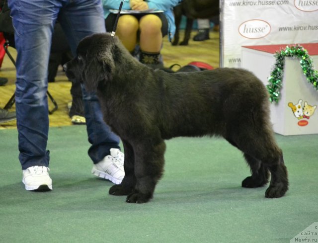 Фото: ньюфаундленд Skarlet O'Hara (Скарлет О'Хара)