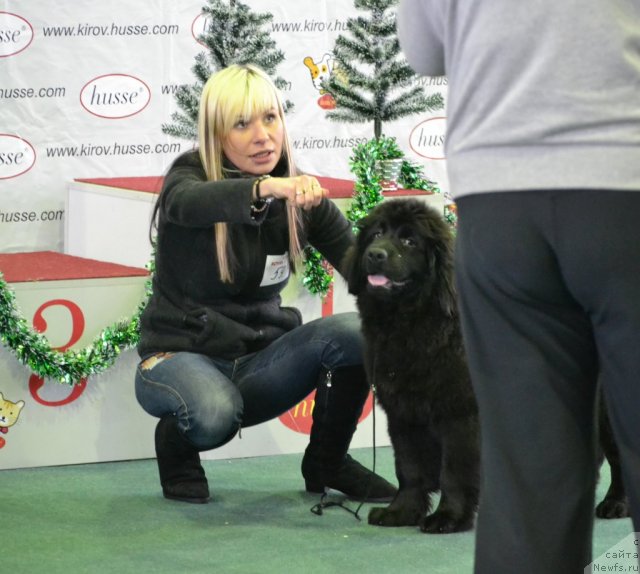 Фото: ньюфаундленд Sof'ya Golden Djess (Софья Голден Джесс), Irina Mokrushina (Ирина Мокрушина)