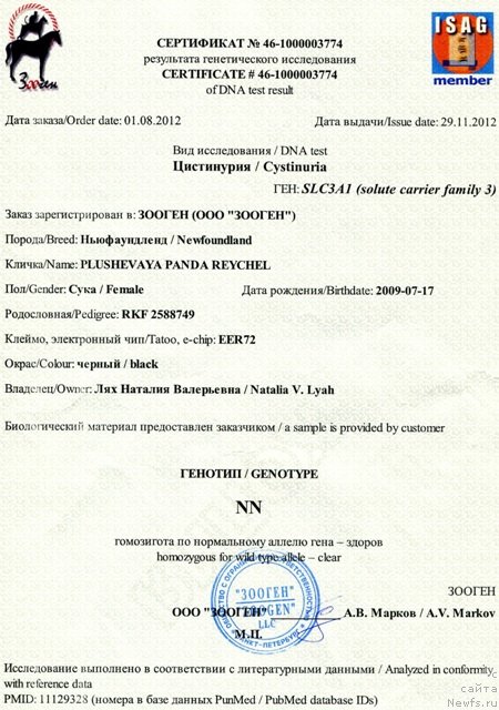 Фото: ньюфаундленд Plyushevaya Panda Reychel (Плюшевая Панда Рейчел)