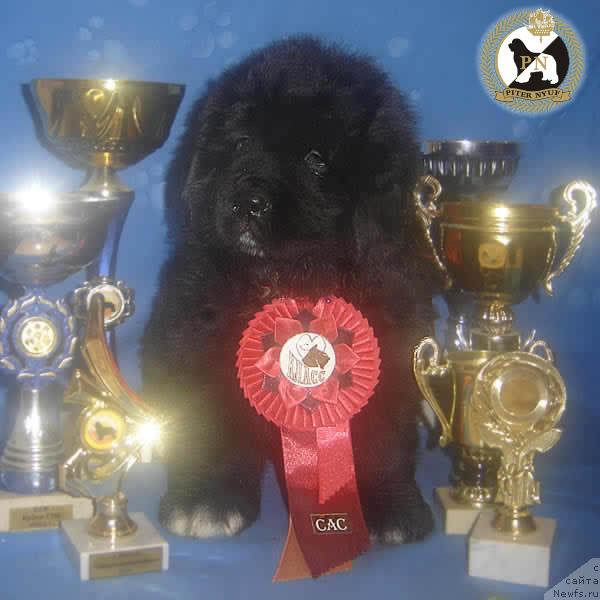 Фото: ньюфаундленд Piternyuf Zhizn' Horosha (Питерньюф Жизнь Хороша)