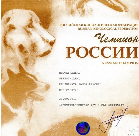 Фото: ньюфаундленд Plyushevaya Panda Reychel (Плюшевая Панда Рейчел)