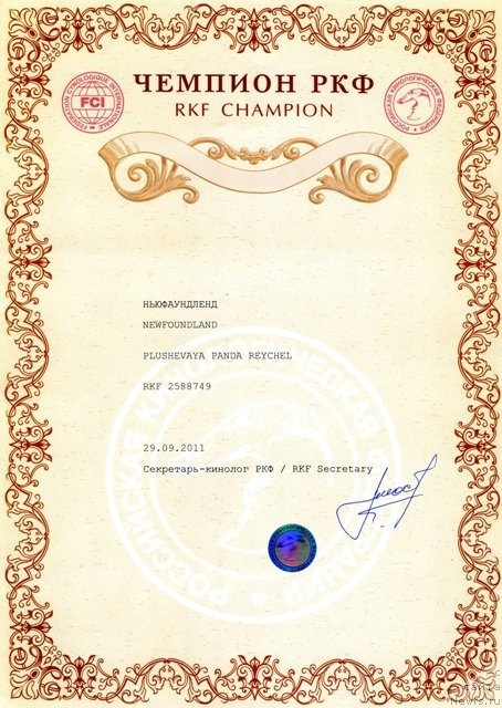 Фото: ньюфаундленд Plyushevaya Panda Reychel (Плюшевая Панда Рейчел)
