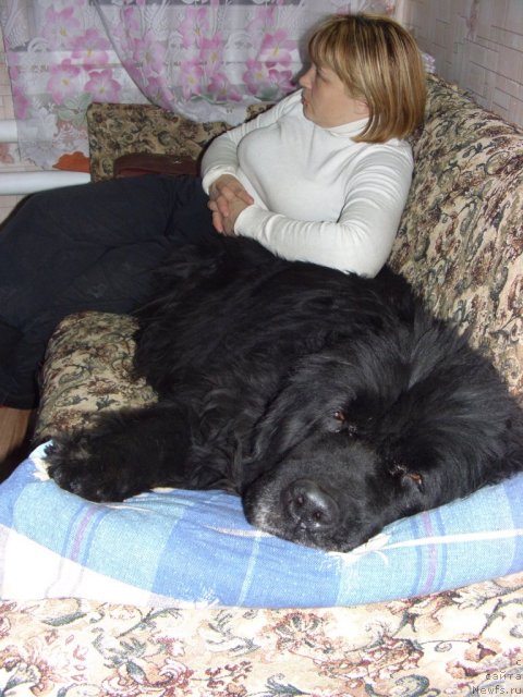 Фото: ньюфаундленд Glyed Tu Si Djipsi (Глэд Ту Си Джипси), Лиля