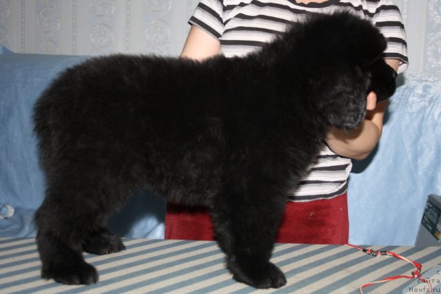 Фото: ньюфаундленд YUtub For YU (Ютуб Фор Ю)