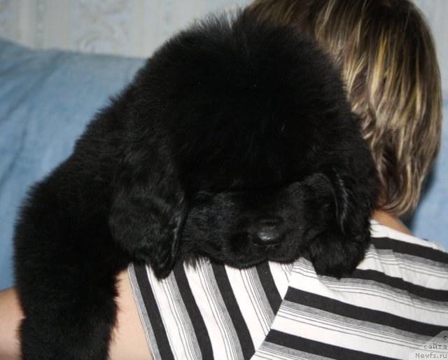 Фото: ньюфаундленд YUtub For YU (Ютуб Фор Ю)