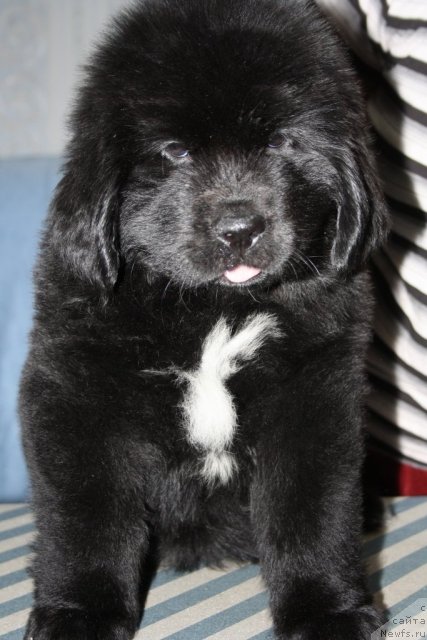 Фото: ньюфаундленд YU Belong Tu Mi (Ю Белонг Ту Ми)