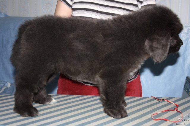 Фото: ньюфаундленд YUa May Princess (Юа Май Принцесс)