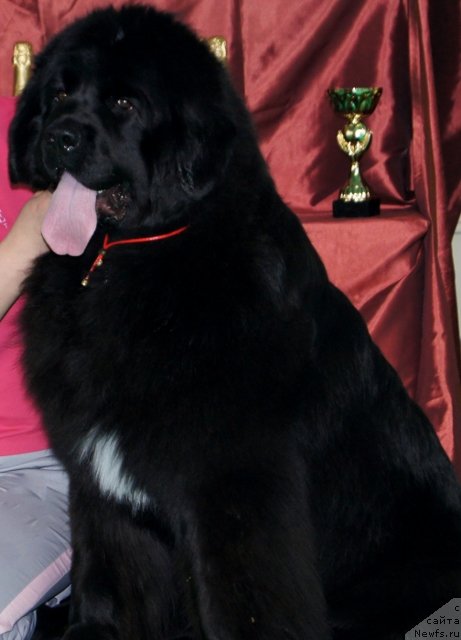 Фото: ньюфаундленд Plushevaya Panda Udivitelnaja Kejt (Плюшевая Панда Удивительная Кейт)