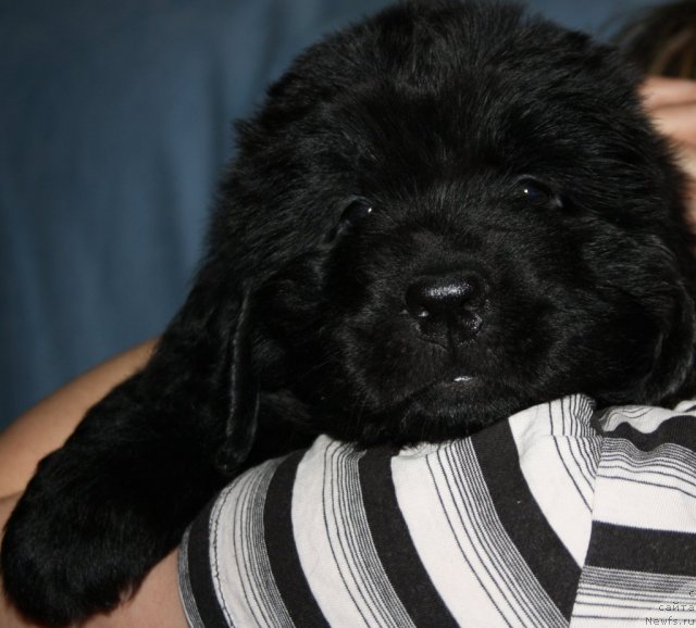 Фото: щенок[d8365], и, ньюфаундленд Beguschaya po Volnam Zero Kool (Бегущая по Волнам Зеро Коол)