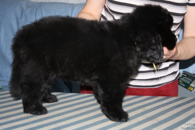 Фото: ньюфаундленд YAntarnaya Mechta (Янтарная Мечта)