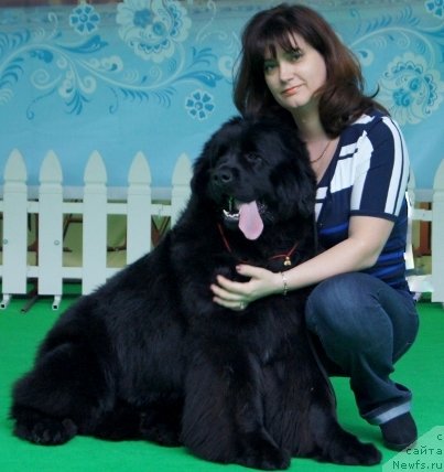 Фото: ньюфаундленд Plushevaya Panda Udivitelnaja Kejt (Плюшевая Панда Удивительная Кейт), Veronika Lebedeva (Вероника Лебедева)