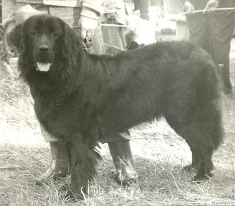 Фото: ньюфаундленд Gerced Gledisa (Герцед Гледиса)