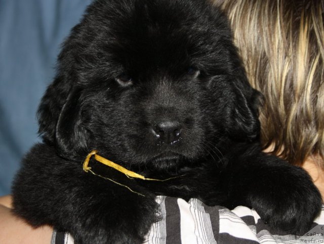 Фото: ньюфаундленд YAntarnaya Mechta (Янтарная Мечта)