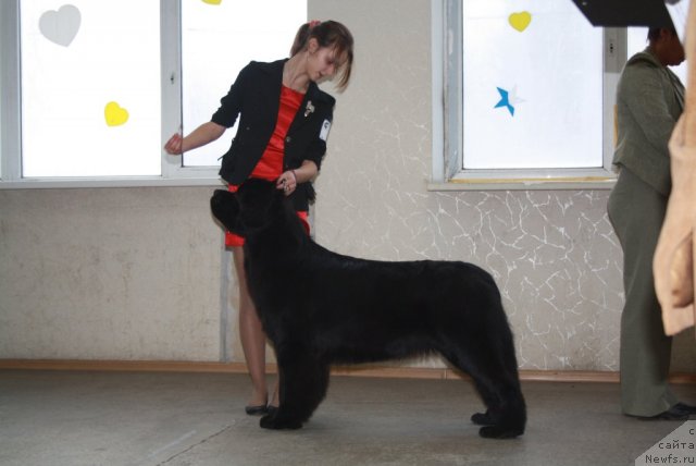 Фото: ньюфаундленд Belkonder-Club Ugli-Boogli (Белкондер-Клаб Угли-Бугли)