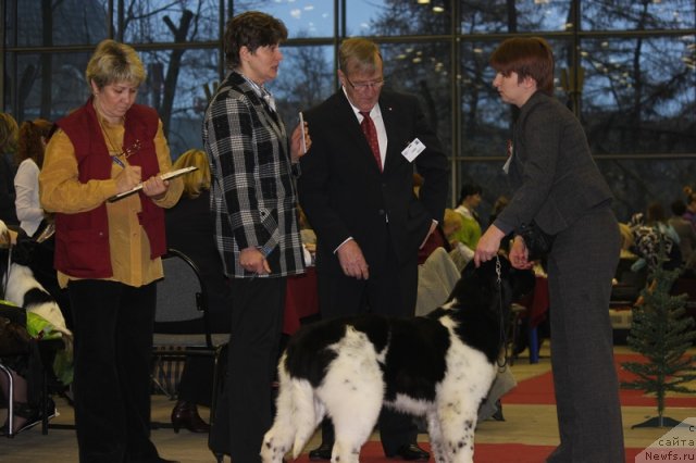 Фото: ньюфаундленд Iskushenie Moey Dushi (Искушение Моей Души)