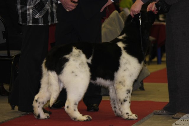 Фотография № 112011