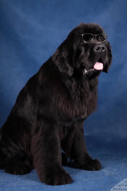 Фото: ньюфаундленд Piternyuf Monte Kristo (Питерньюф Монте Кристо)