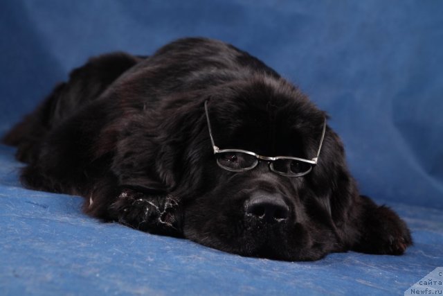 Фото: ньюфаундленд Piternyuf Monte Kristo (Питерньюф Монте Кристо)