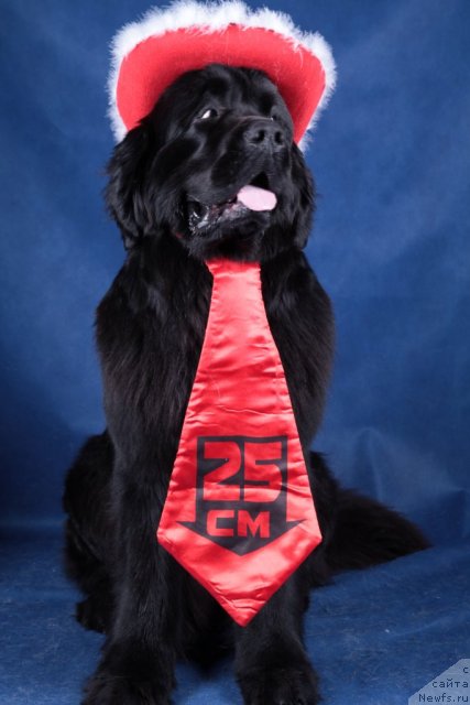 Фото: ньюфаундленд Piternyuf Monte Kristo (Питерньюф Монте Кристо)