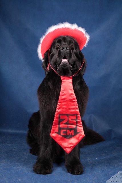 Фото: ньюфаундленд Piternyuf Monte Kristo (Питерньюф Монте Кристо)