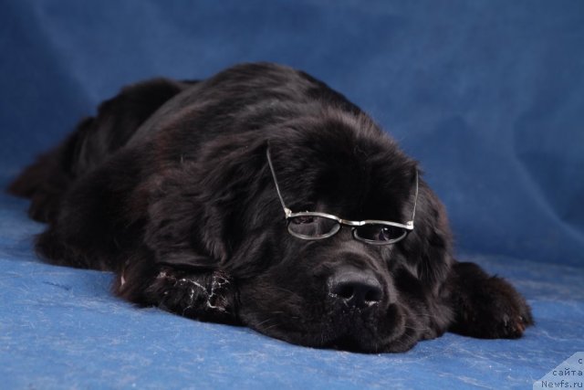 Фото: ньюфаундленд Piternyuf Monte Kristo (Питерньюф Монте Кристо)