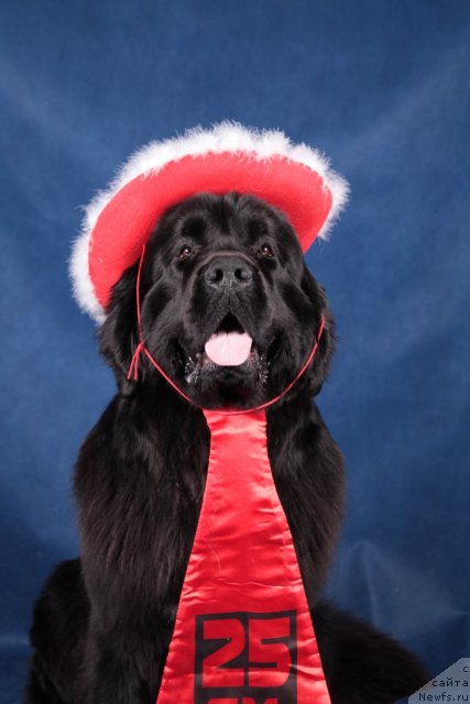 Фото: ньюфаундленд Piternyuf Monte Kristo (Питерньюф Монте Кристо)
